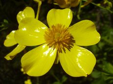 Azoren-Hahnenfuß (Butterblume) - Ranunculus cortusifolius