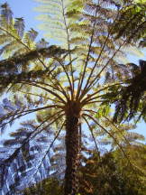 Baumfarn - Cyathea species