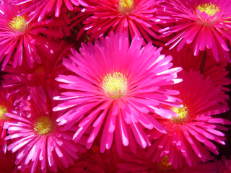 Vorschau: P5090863_Mittagsblume__Lampranthus_multiradiatus_g