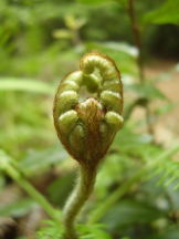 Adlerfarn - Pteridium aquilinum