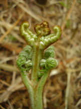 Adlerfarn - Pteridium aquilinum