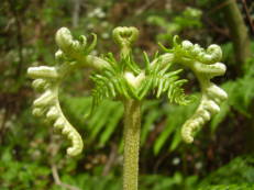 Adlerfarn - Pteridium aquilinum