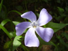 Großes Immergrün - Vinca major