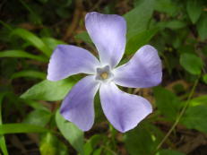 Großes Immergrün - Vinca major