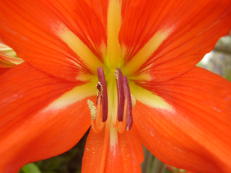 Ritterstern (Amaryllis) - Hippeastrum species