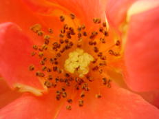 Rose - Rosa species