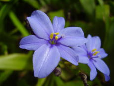 Grannenlilie - Aristea ecklonii ‘Blue Stars’