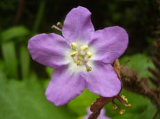 Blaue Wigandia - Wigandia caracasana