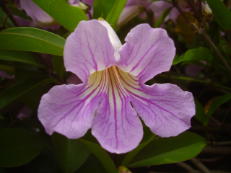 Argentinischer Schönmund (Violetter Trompetenwein) - Clytostoma callistegioides