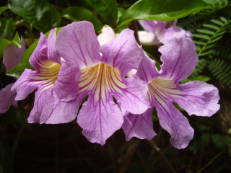 Argentinischer Schönmund (Violetter Trompetenwein) - Clytostoma callistegioides
