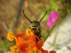 Monarchfalter-Raupe - Danaus plexippus