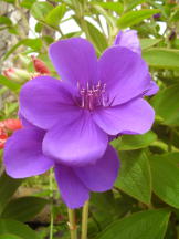 Prinzessinnenblume - Tibouchina urvilleana