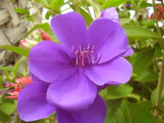 Prinzessinnenblume - Tibouchina urvilleana