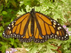 Monarchfalter - Danaus plexippus