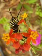 Danaus plexippus & Asclepias curassavica