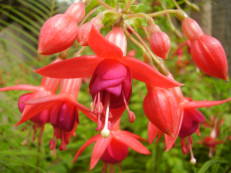 Fuchsie - Fuchsia species