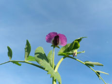 Erbsenblüte - Pisum sativum