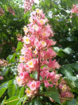 Rotblühende Rosskastanie - Aesculus x carnea