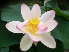 Indische Lotosblume - Nelumbo nucifera