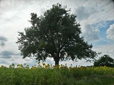 Apfelbaum im Kraichgau