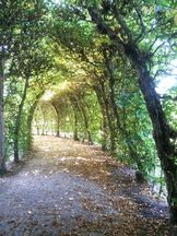 Vorschau: 20160823_131406_Hainbuchen-Tunnel_g