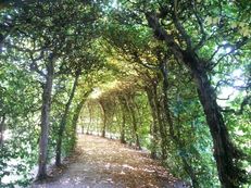 Hainbuchen-Tunnel