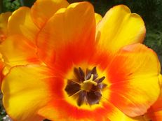 Vorschau: 20170415_113533_GAW_Tulpe__Tulipa_species_g