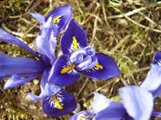 Zwerg-Iris - Iris reticulata