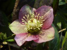 Lenzrose - Helleborus orientalis