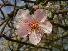 Mandelblüte - Prunus dulcis