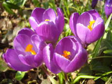 Krokusse - Crocus vernus ‘Purpureus Grandiflorus’