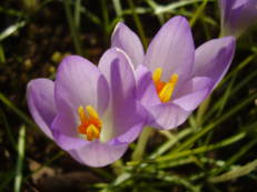 Elfen-Krokus - Crocus tommasinianus