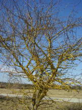 Weißdorn im März - Crataegus