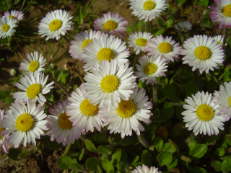 Gänseblümchen - Bellis perennis