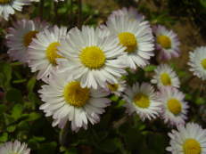 Gänseblümchen - Bellis perennis