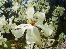 Stern-Magnolie - Magnolia stellata