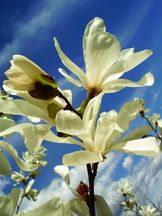 Stern-Magnolie - Magnolia stellata