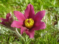 Küchenschelle - Pulsatilla vulgaris