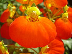 Pantoffelblume - Calceolaria hybrida ‘Calynopsis Orange’