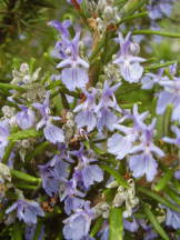 Rosmarin - Rosmarinus officinalis