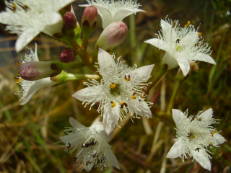 Fieberklee - Menyanthes trifoliata