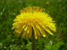 Löwenzahn - Taraxacum officinale