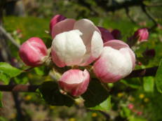 Apfelknospe - Malus species