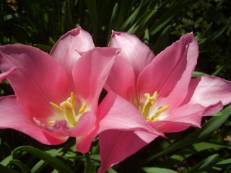 Lilienblütige Tulpe - Tulipa ‘China Pink’