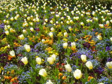 Tulpen im Luisenpark - Tulipa ‘Sweet Heart’