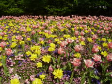 Tulpen im Luisenpark Mannheim