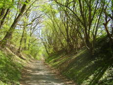 Hohlweg im Frühling