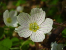 Sauerklee-Blüte - Oxalis acetosella