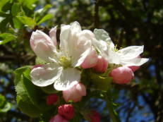 Apfelblüte - Malus species