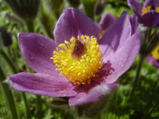 Küchenschelle - Pulsatilla vulgaris